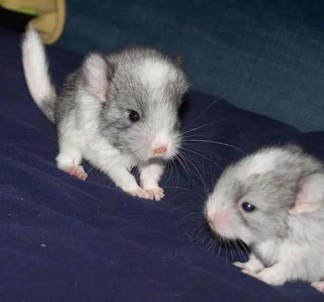 Baby_Chinchillas_by_ ...