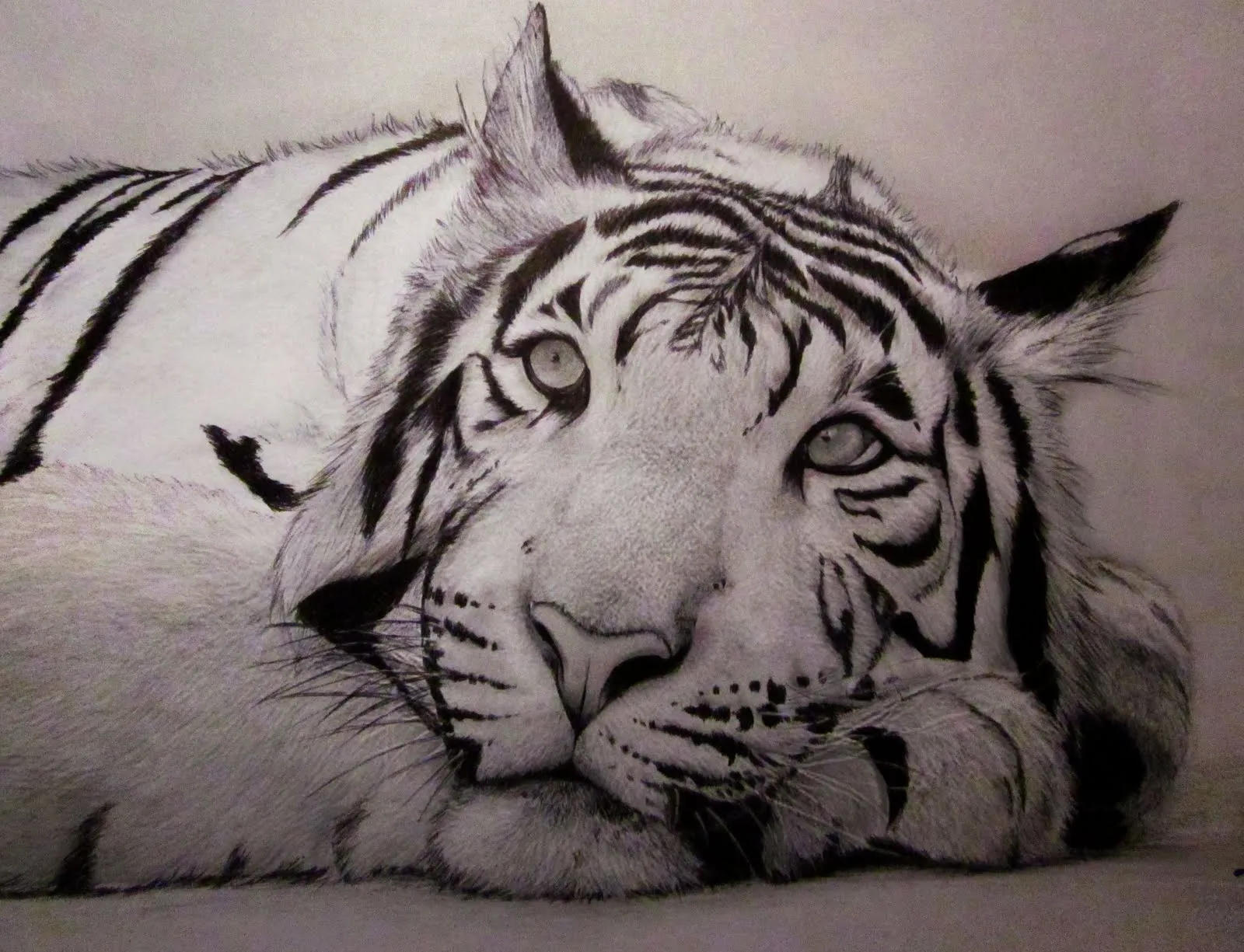 Baca con B no es MU: Tigre, dibujo a boli bic negro + lápiz