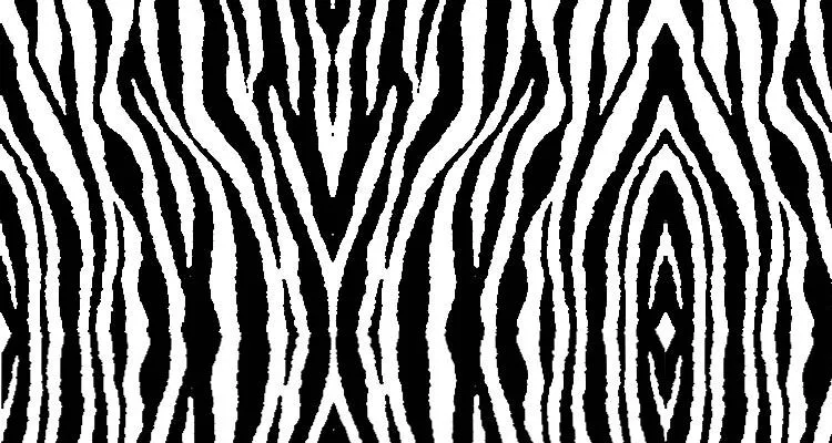 Background White Gallery: Background Zebra Print