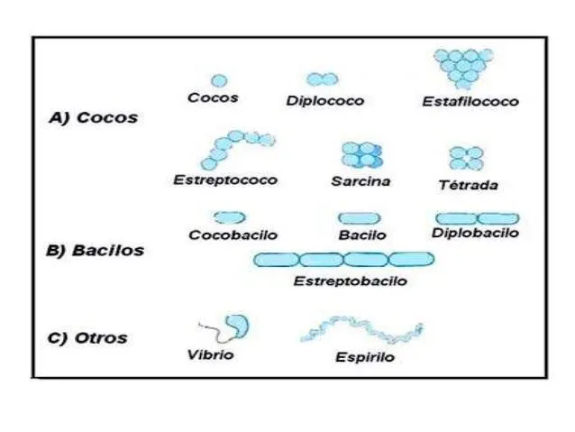 Bacterias, Cocos y Bacilos