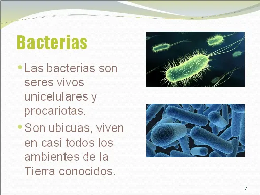 Bacterias, definición y clases - Monografias.com