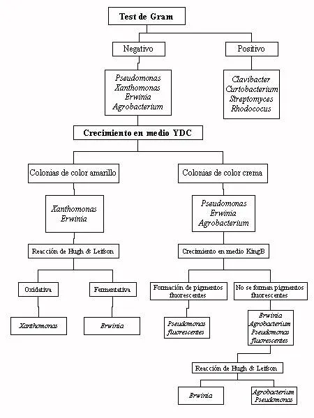 BACTERIAS FITOPATOGENAS