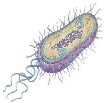 Las bacterias están formadas por una sola célula que adem ...