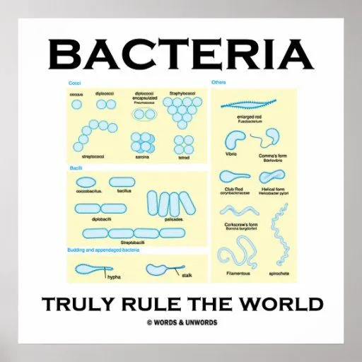 Las bacterias gobiernan verdad el mundo (la morfol posters de Zazzle.