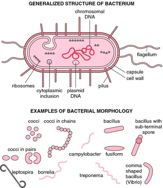 bacterium - definition of bacterium in the Medical dictionary - by ...