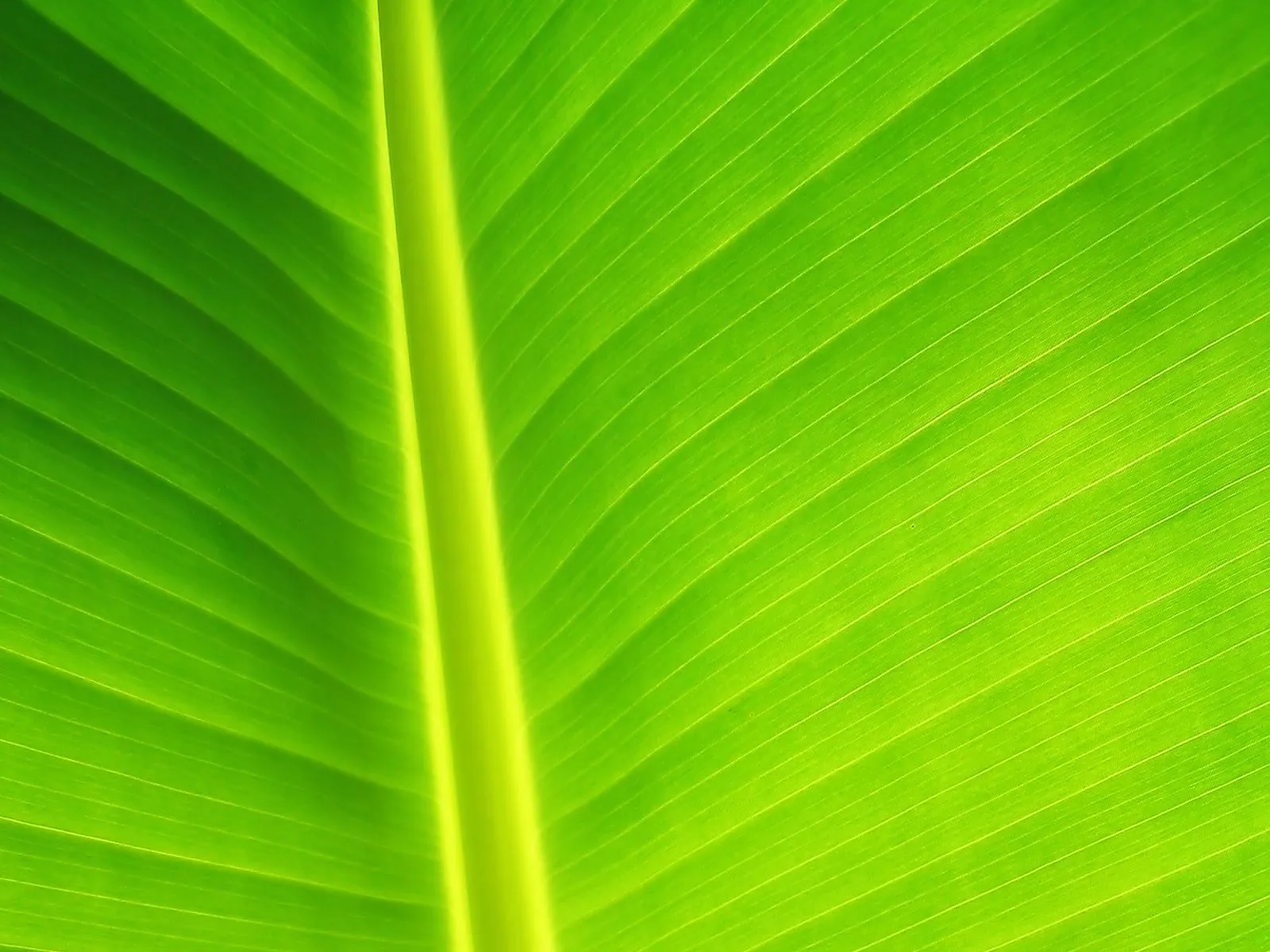 Qué Bajar?!!: Paquete de Fondos de pantalla Hojas - Naturaleza en HD