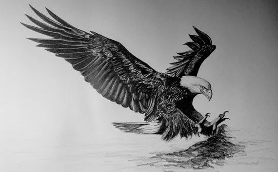 Bald Eagle Flying Bird of Prey Limited por SheriMareanArtist