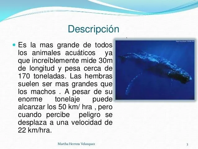 La Ballena Azul