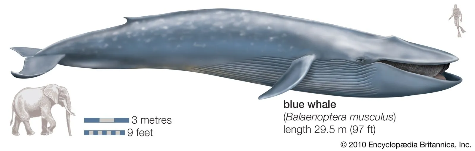 Ballena Azul, el animal más grande que ha habitado La Tierra.