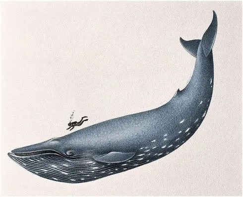 La Ballena Azul, el animal más grande del planeta