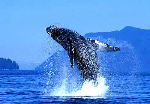 Ballena Azul | conociendoanimales