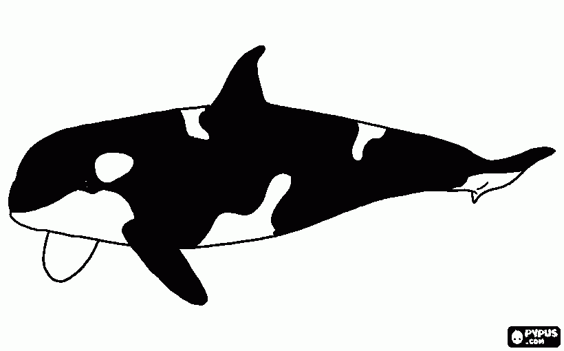 BALLENA ORCA para colorear, BALLENA ORCA para imprimir