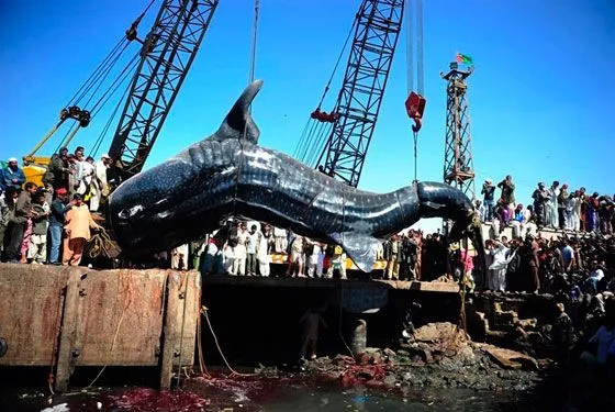 BALUTXILLO: Tiburon Ballena