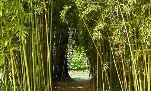 Plantas exóticas: Bambú. Plantas tropicales