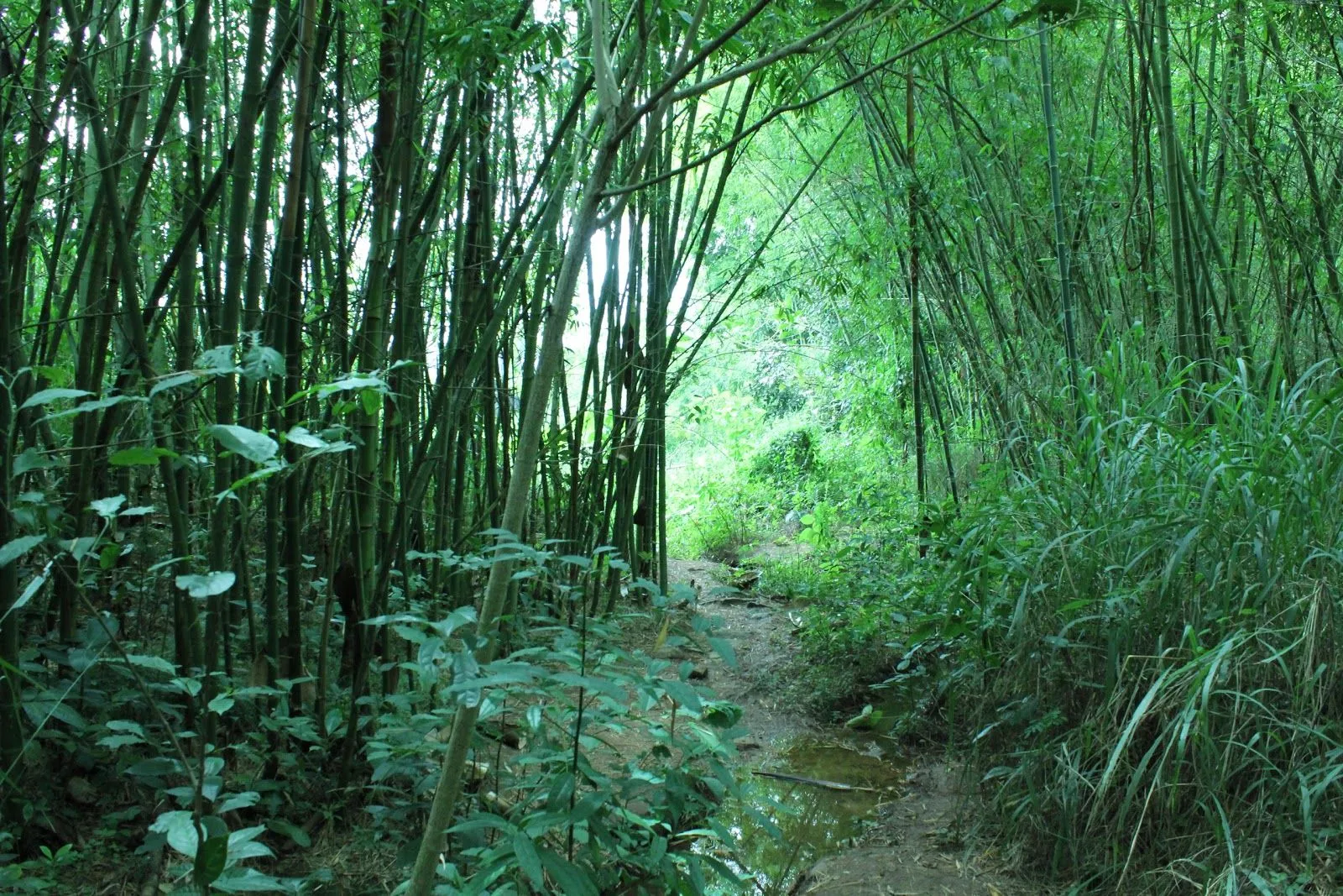 BAMBU, GUADUA. CASAS con diseños biclimáticos y vanguardistas: LA ...