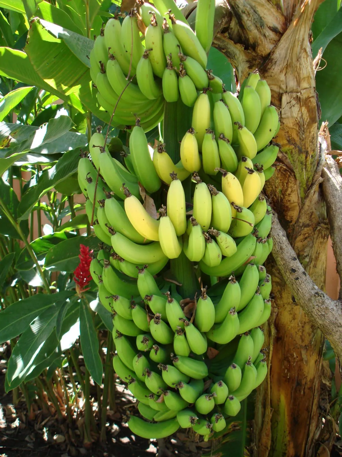 Bananos en El Salvador - bananas in El Salvador | Flickr - Photo ...