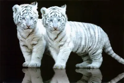 Banco de Fotos gratis: Dos cachorros de tigre blanco posando