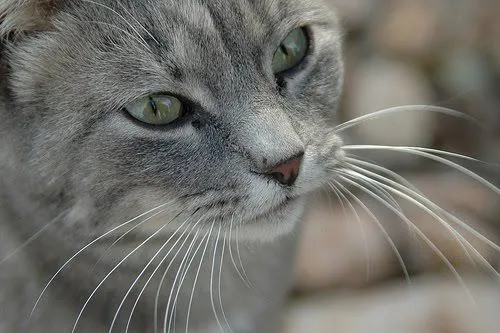 Banco de Fotos gratis: Fotografía: La mirada del gato