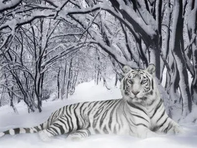 Banco de Fotos gratis: Tigre en la nieve