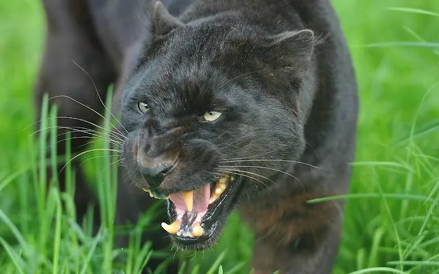 Pantera Negra - Imágenes de Animales | Fotos e Imágenes en FOTOBLOG X