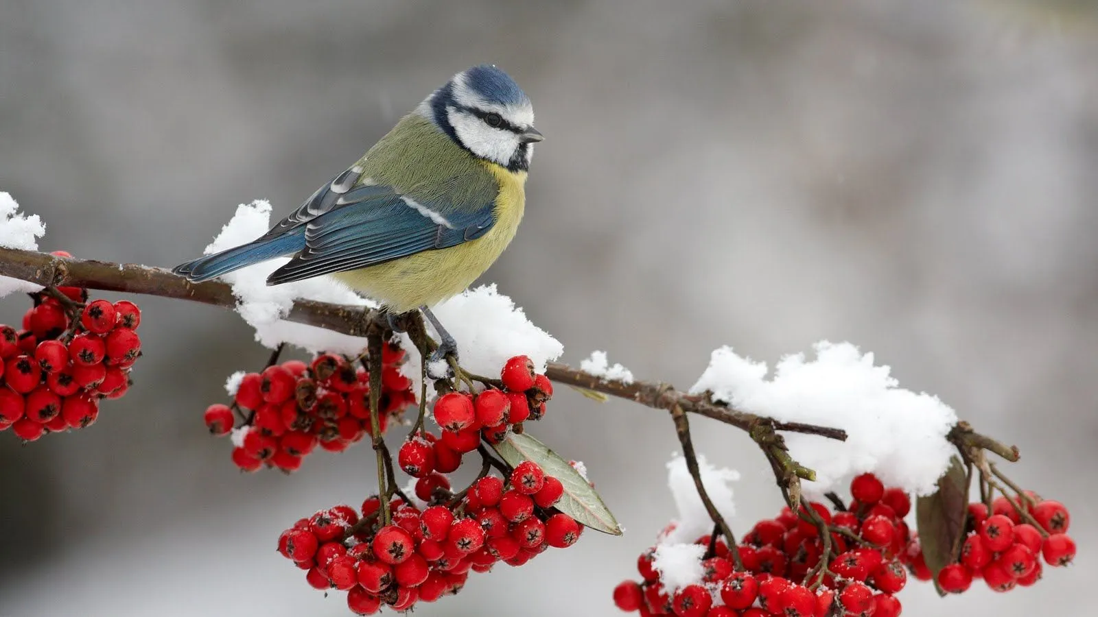 Banco de Imagenes Gratis .Com: Aves exóticas de colores en el ...