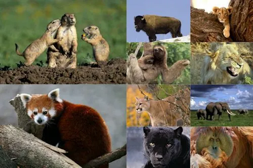 Banco de Imagenes Gratis .Com: Fotografías de animales tiernos y ...