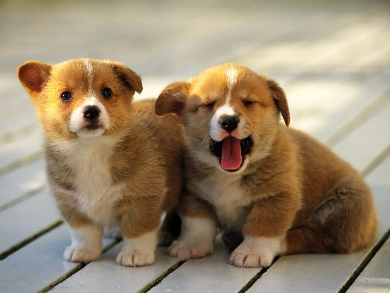 Banco de Imagenes Gratis .Com: Un par de perritos muy bonitos - Little ...