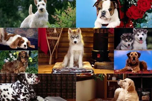 Banco de Imágenes Gratis: Imágenes y fotografías de perritos VI (9 ...