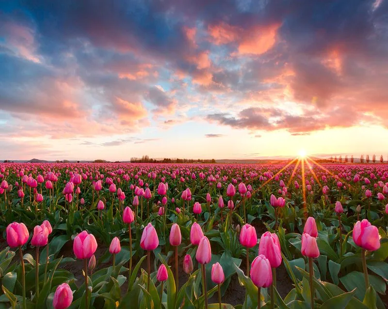 Banco de Imagenes Gratuitas: Campo de tulipanes - Tulips field