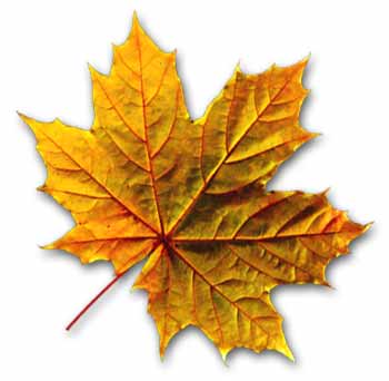 bandera::canada::The Maple Leaf::hoja de arce::