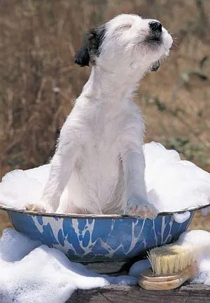 Dibujo perros bañandose - Imagui