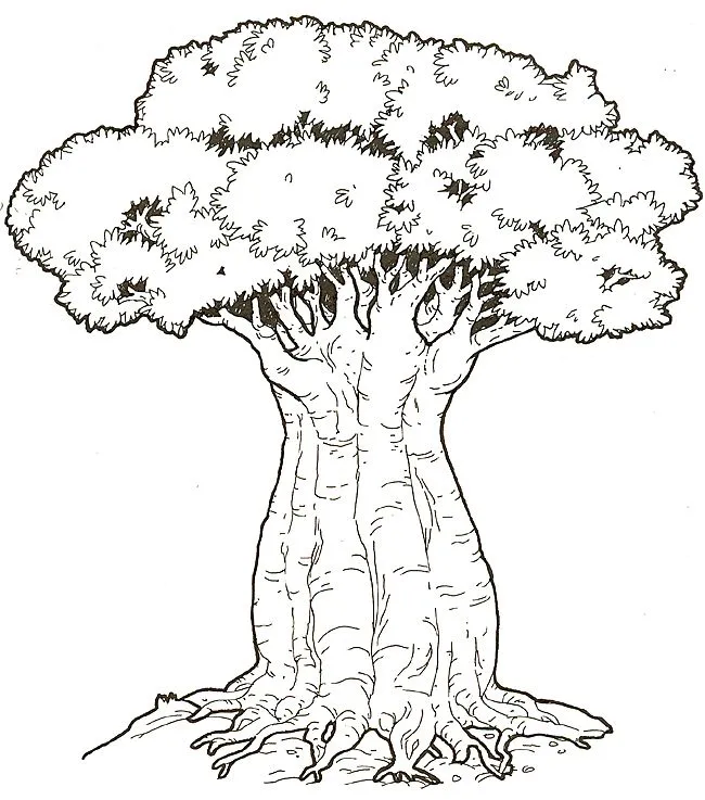 baobab tree Colouring Pages