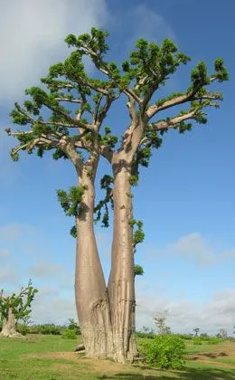 Baobab : venta Baobab / Adansonia digitata