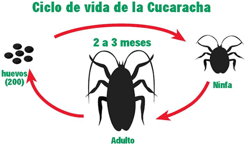 Baratas | Productos para el Control de Plagas