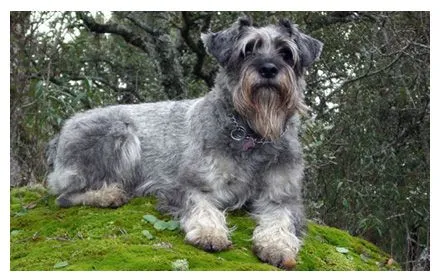 Barbadura Schnauzer | Schnauzer Miniatura y Mediano