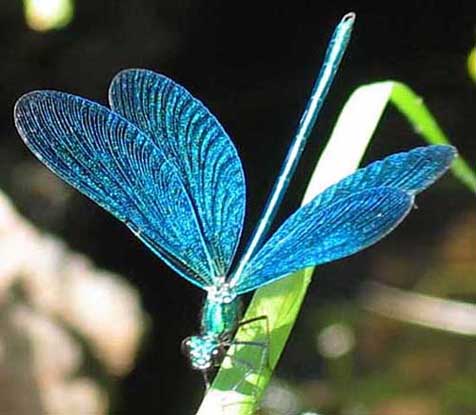 El jardín del limbo: Inconstante libélula