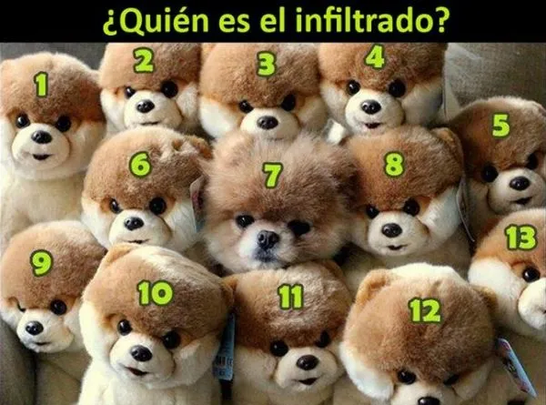 Barrio-l: 526 - ¡Ese perro inteligente!