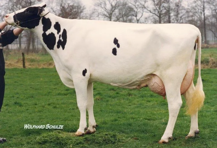 BAS·GGI | Toros Holstein alemanes | Venta de semen alemán ...