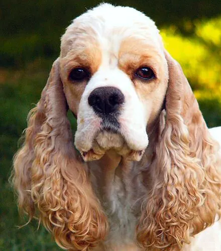 A Basic Introduction To The Cocker Spaniel