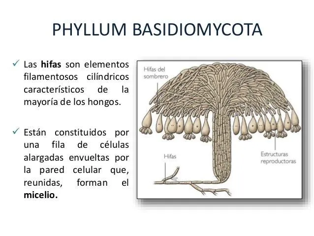 basidiomicetos-10-638.jpg?cb= ...