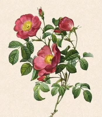 Baú de Figuras: Imagens de flores para decoupage