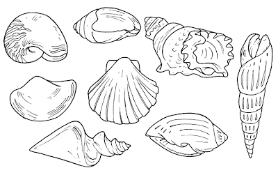 Baú da Web: Desenhos de conchas do mar para colorir