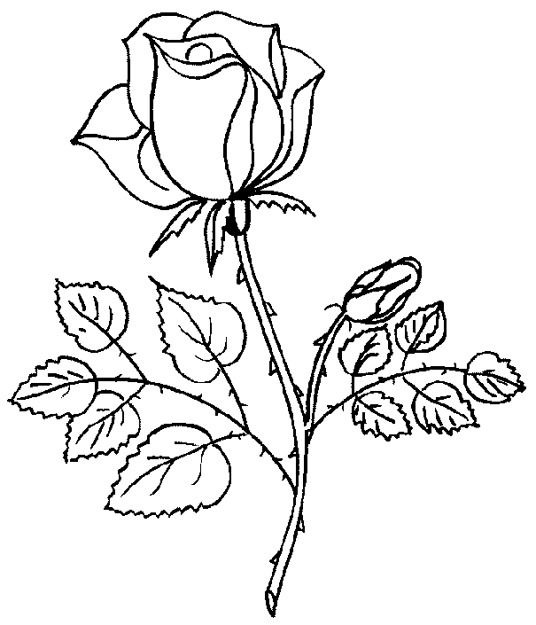 Baú da Web: Desenhos e Riscos de Rosas