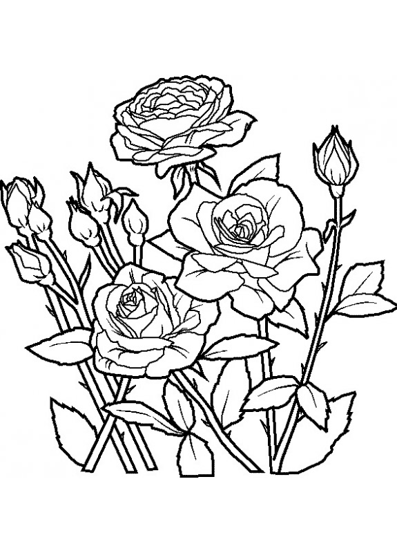 Baú da Web: Desenhos e Riscos de Rosas