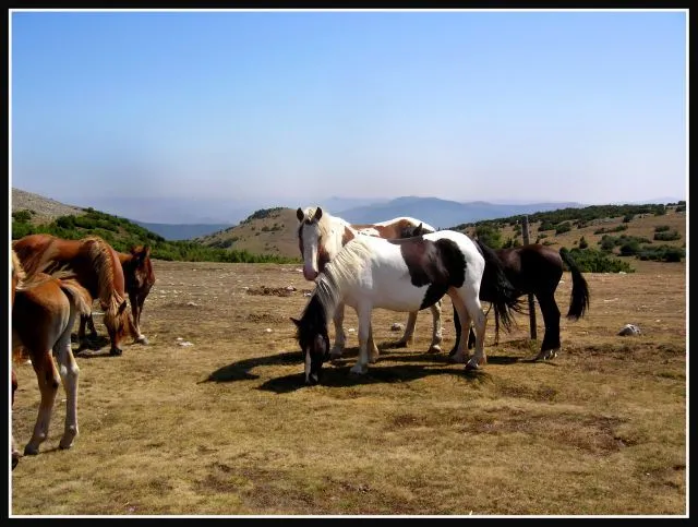 Los caballos mas bonitos del mundo - Imagui