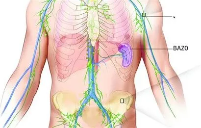 El bazo es un órgano vital en el cuepo humano - EANTA