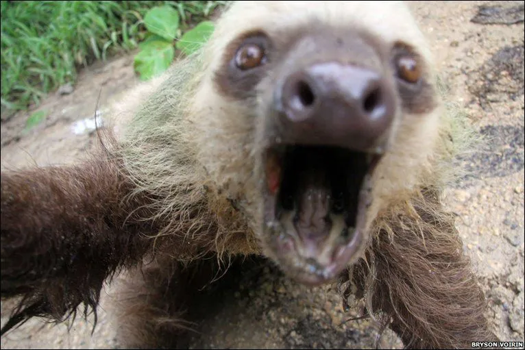 BBC - Earth News - In Pictures: a new side to the sloths of Panama