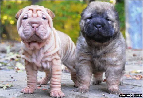 BBC Mundo - Ciencia y Tecnología - ¿Por qué el Shar Pei está tan ...