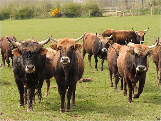 BBC Mundo - Ciencia y Tecnología - El regreso de las vacas "nazis"