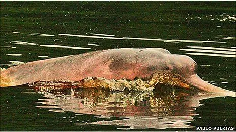 BBC Mundo - Noticias - Vuelven los delfines rosados al Amazonas